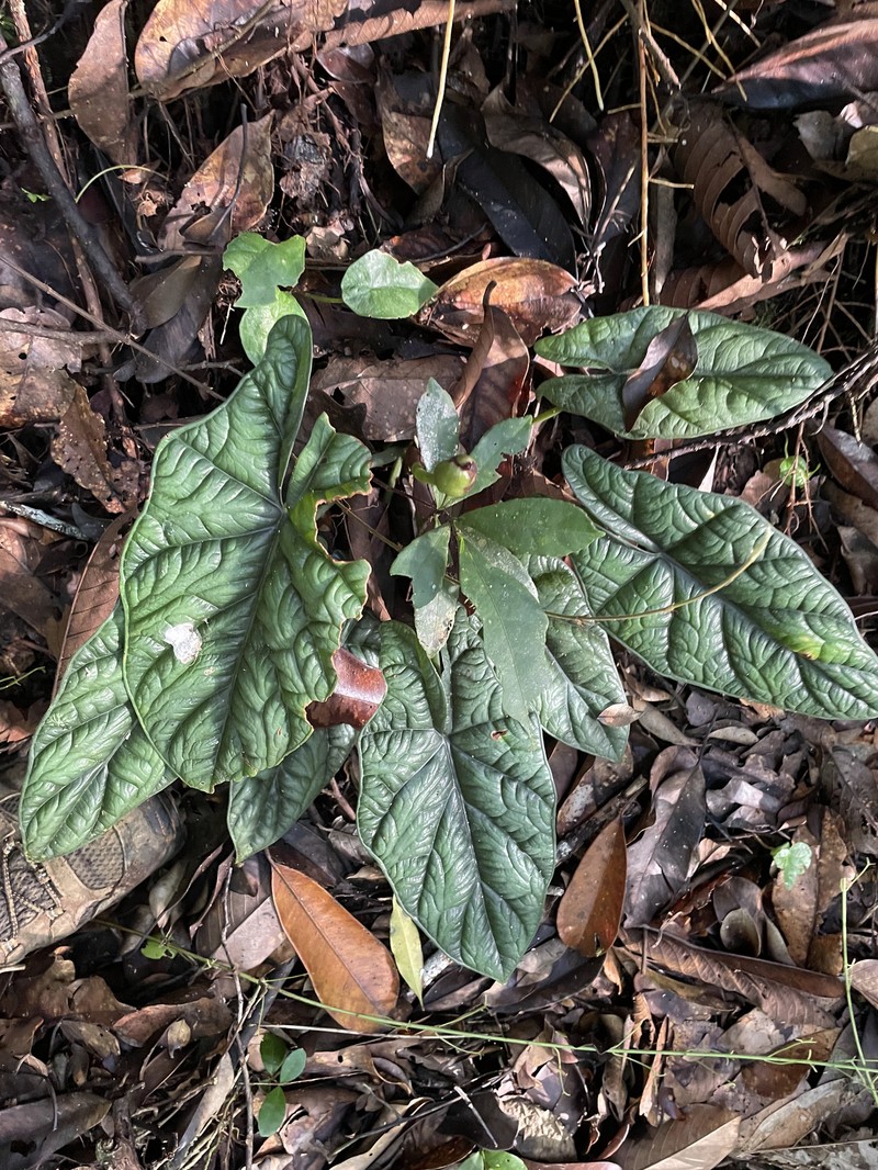 Alocasia sinuata photo 3