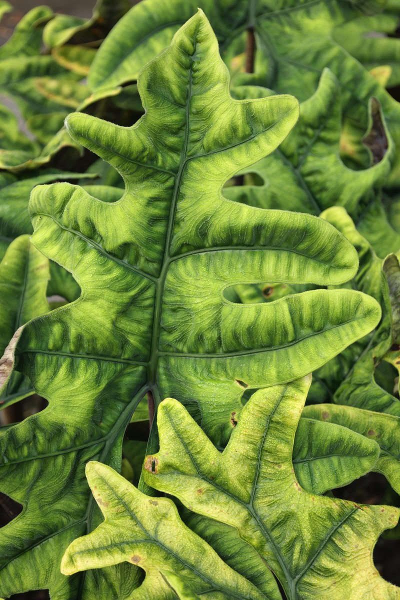 Alocasia tandurusa
