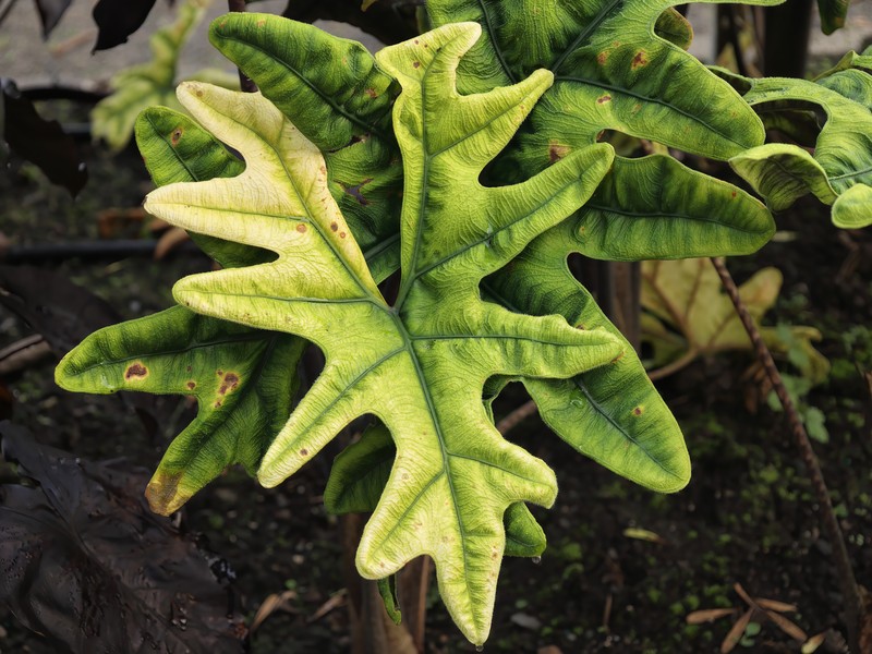 Alocasia tandurusa photo 2