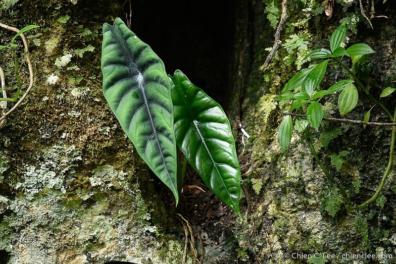 Alocasia venusta