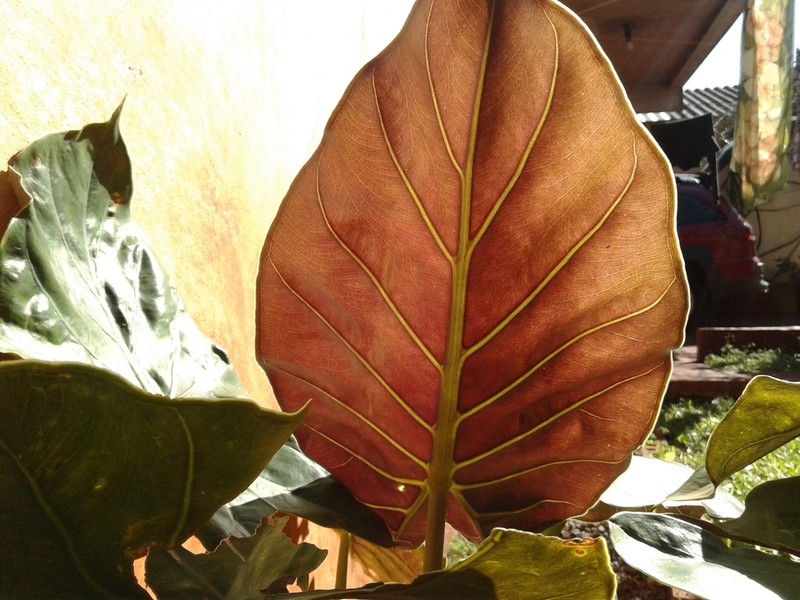 Alocasia wentii photo 2