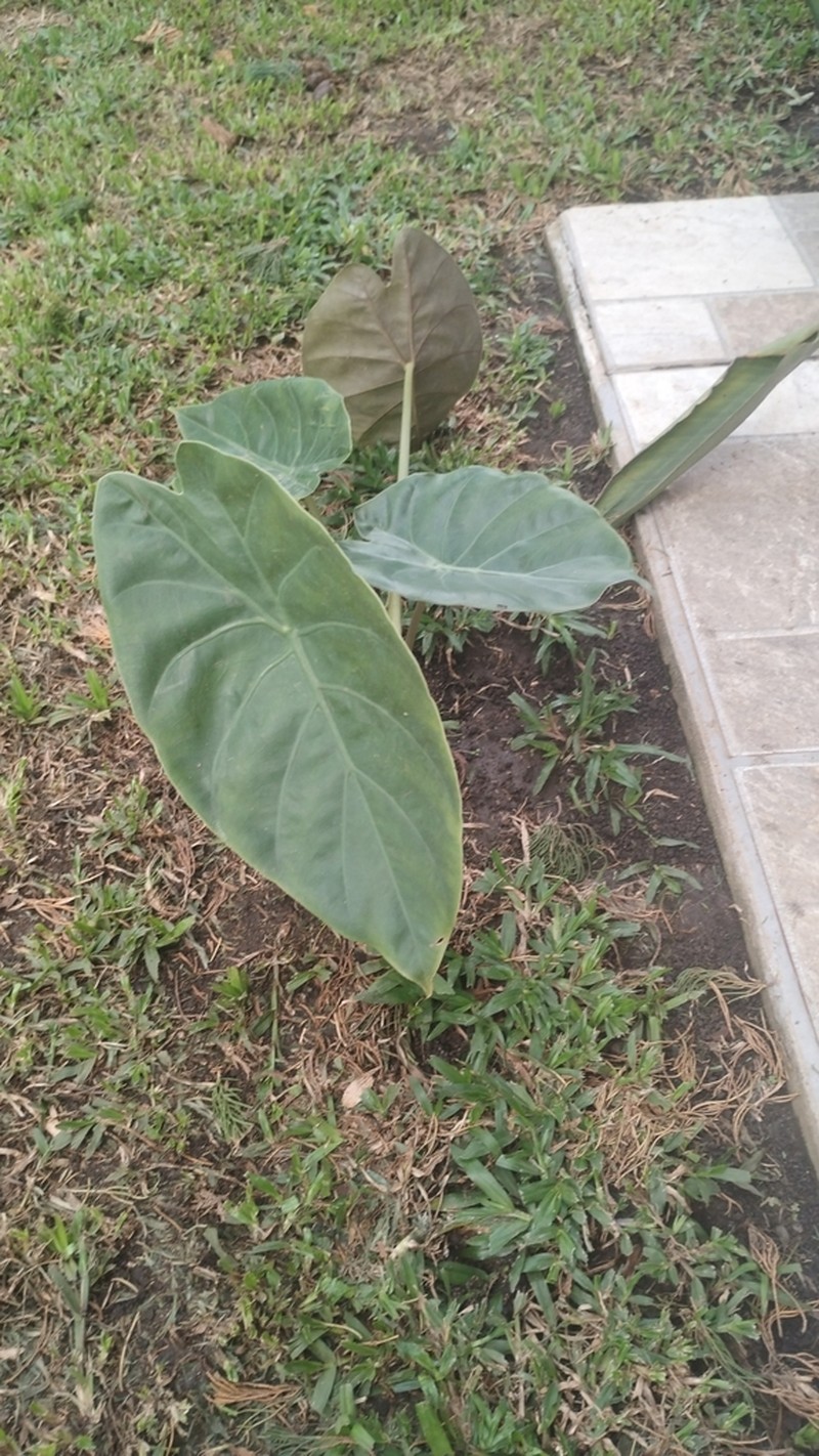Alocasia wentii photo 3