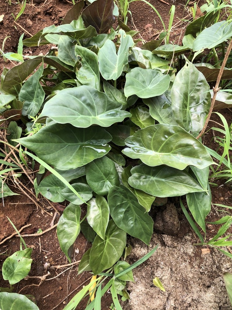 Alocasia wentii photo 4