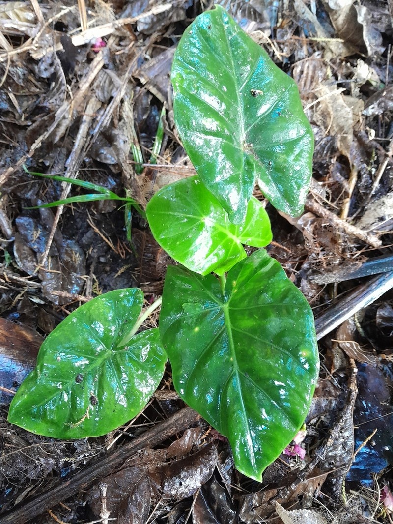 Alocasia wentii photo 5