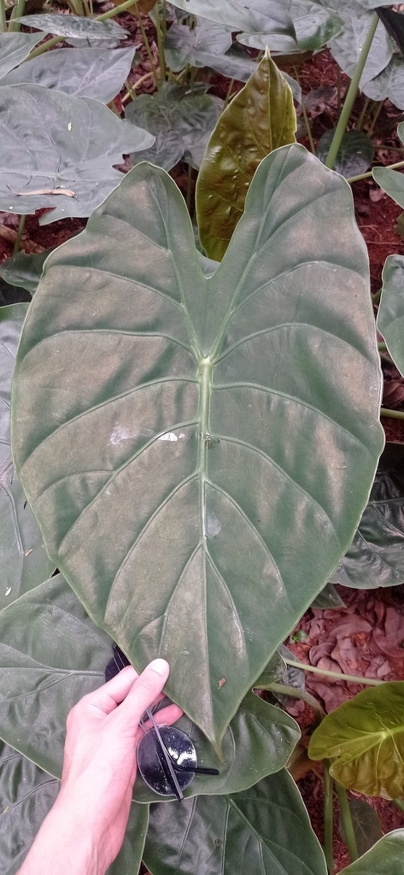Alocasia wentii photo 6
