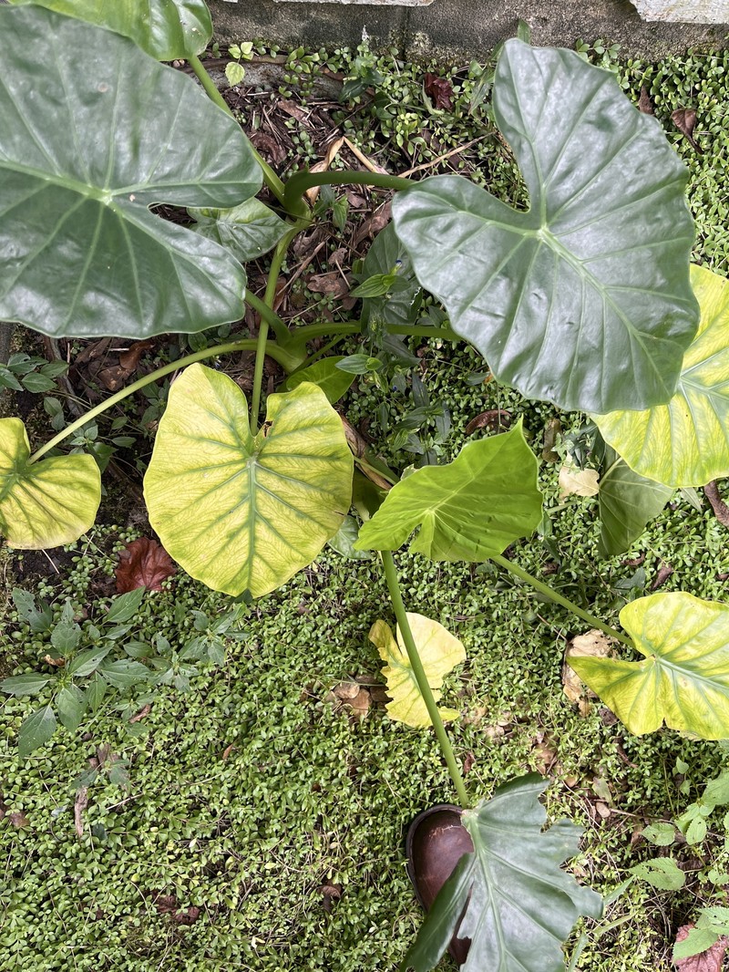 Alocasia wentii photo 8