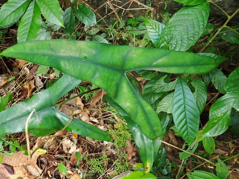 Alocasia wongii photo 2