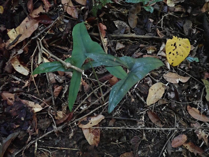 Alocasia wongii photo 3
