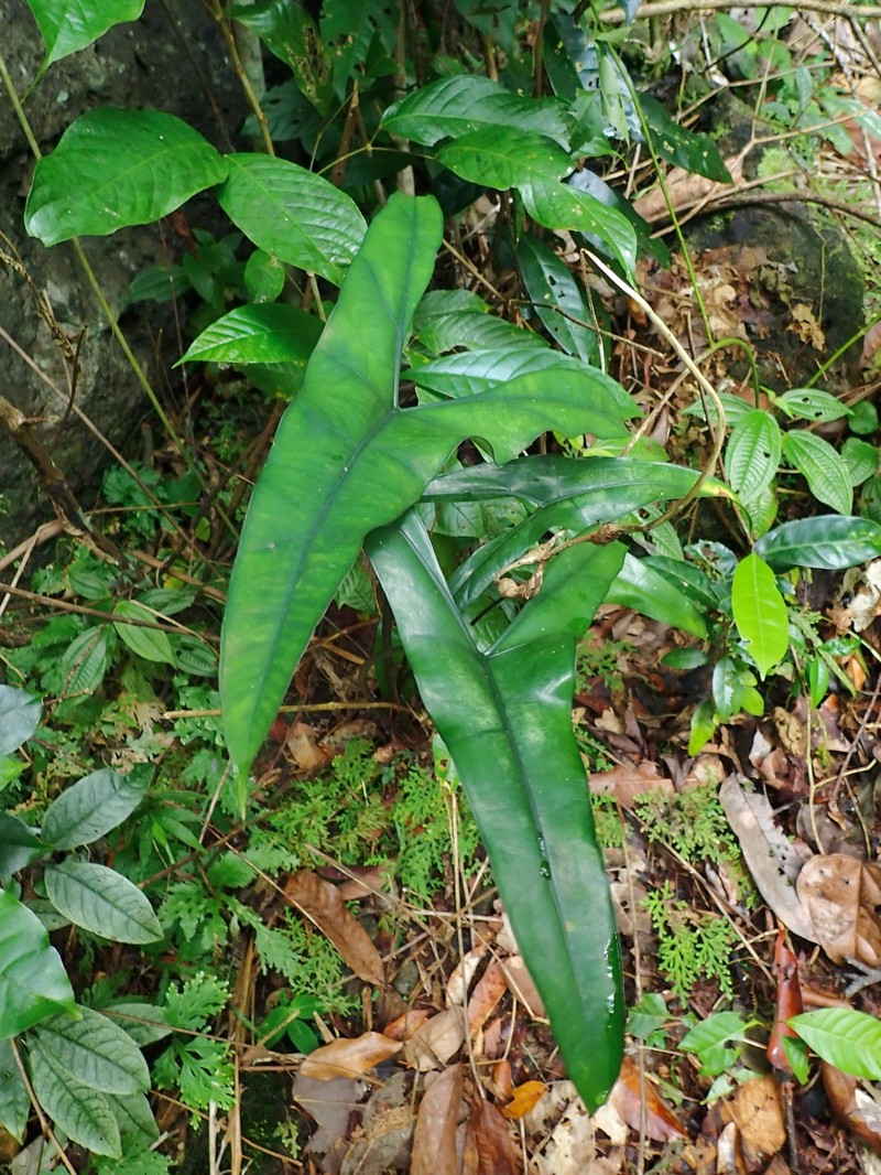 Alocasia wongii photo 4