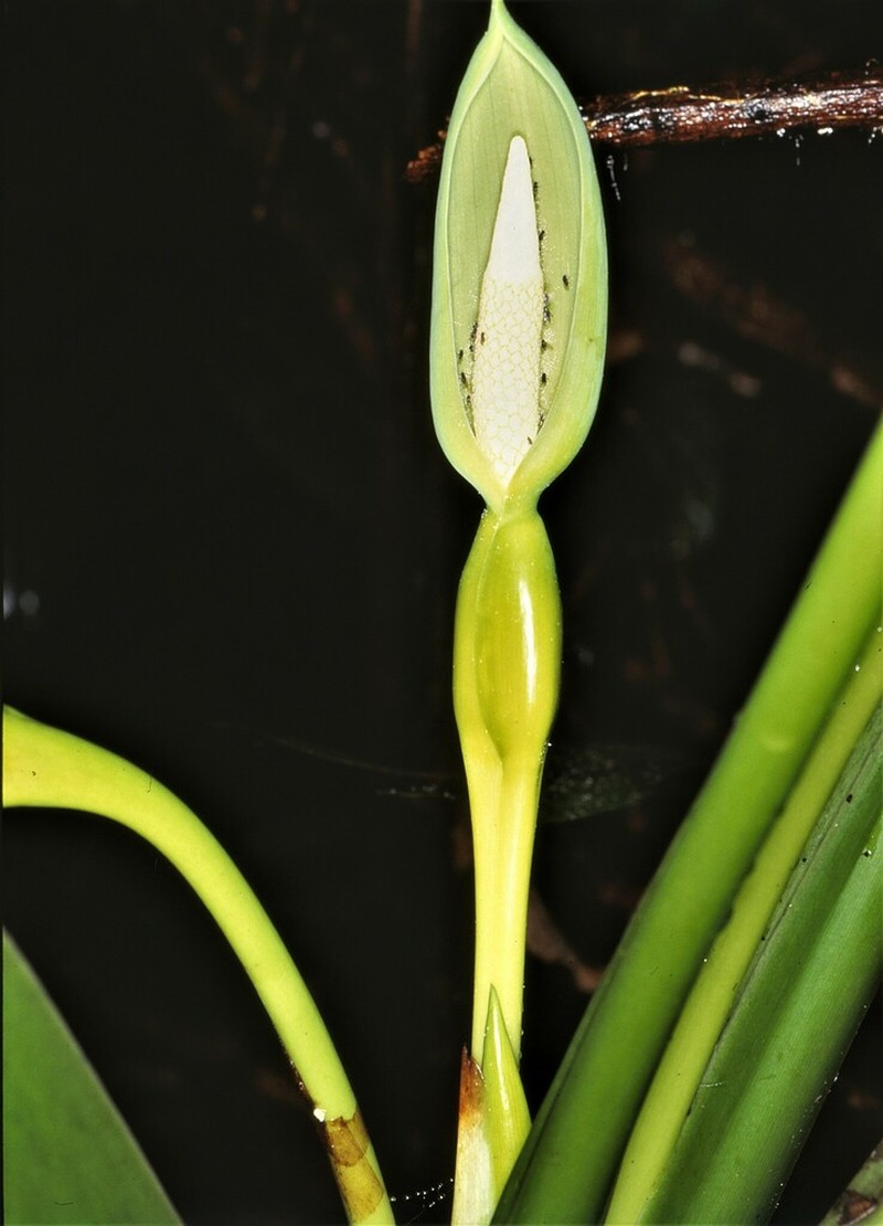 Alocasia yunqiana