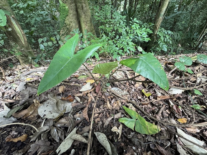 Alocasia zebrina photo 3