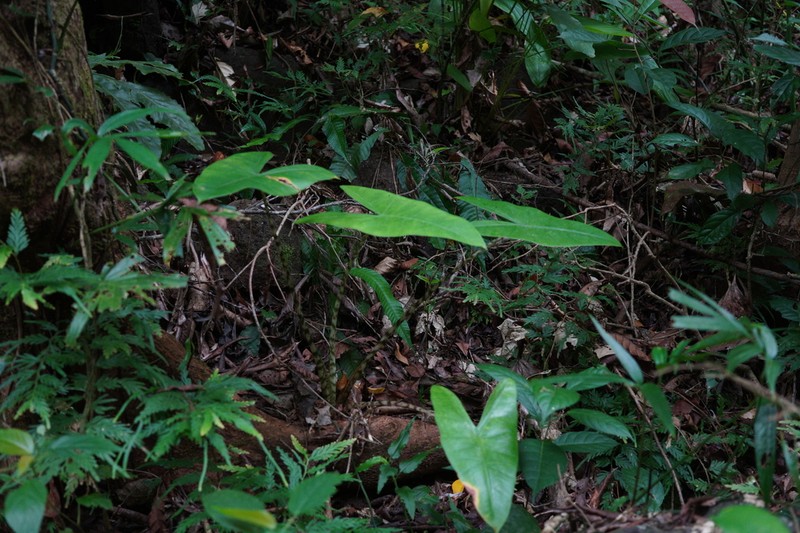 Alocasia zebrina photo 4