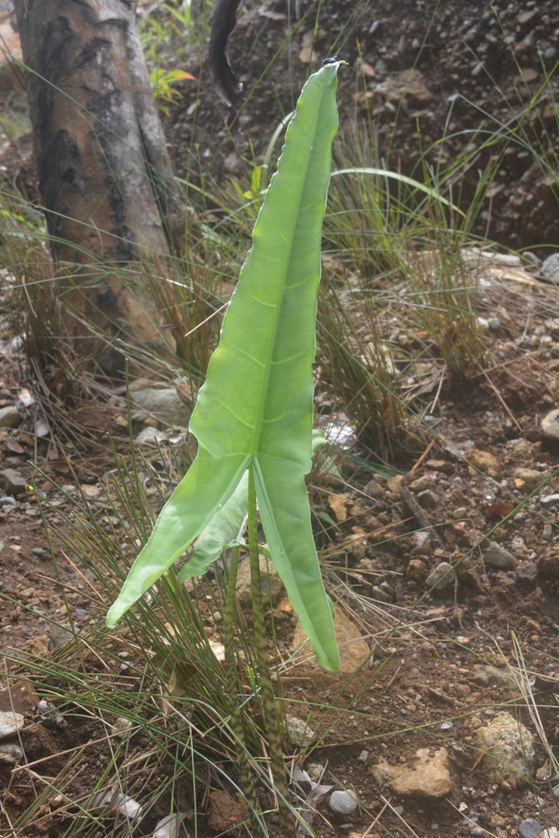 Alocasia zebrina photo 5