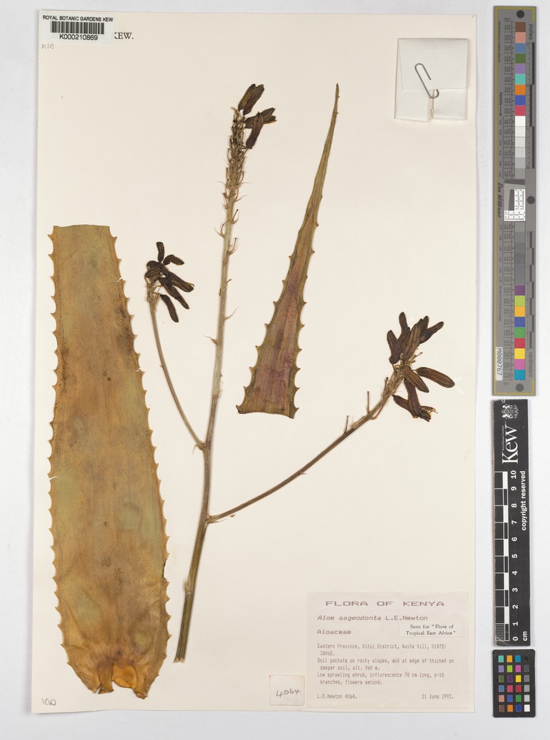 Aloe aageodonta