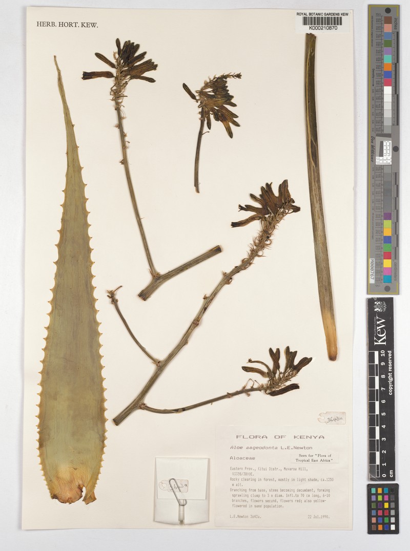 Aloe aageodonta photo 2