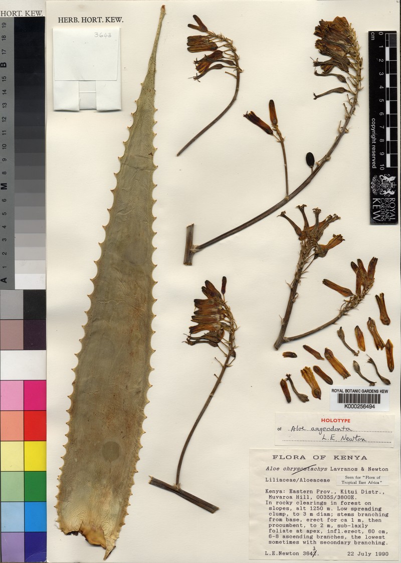 Aloe aageodonta photo 3