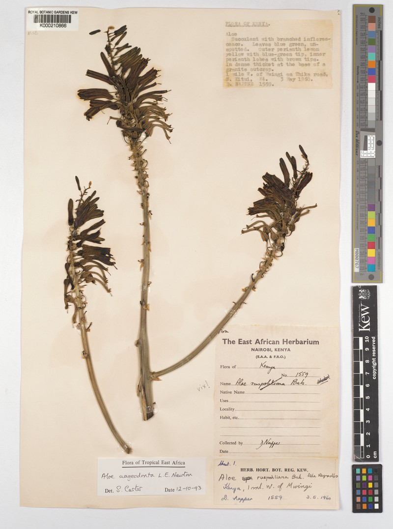Aloe aageodonta photo 5