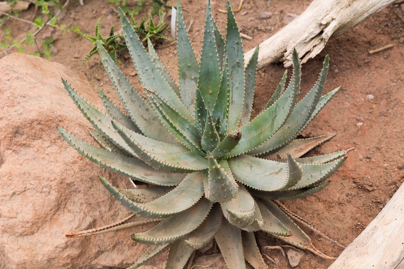 Aloe aculeata