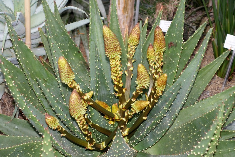 Aloe aculeata photo 2