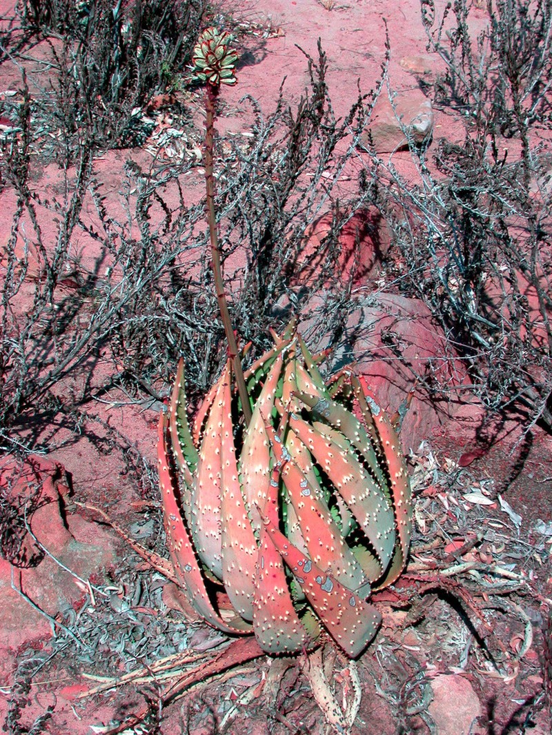 Aloe aculeata photo 3