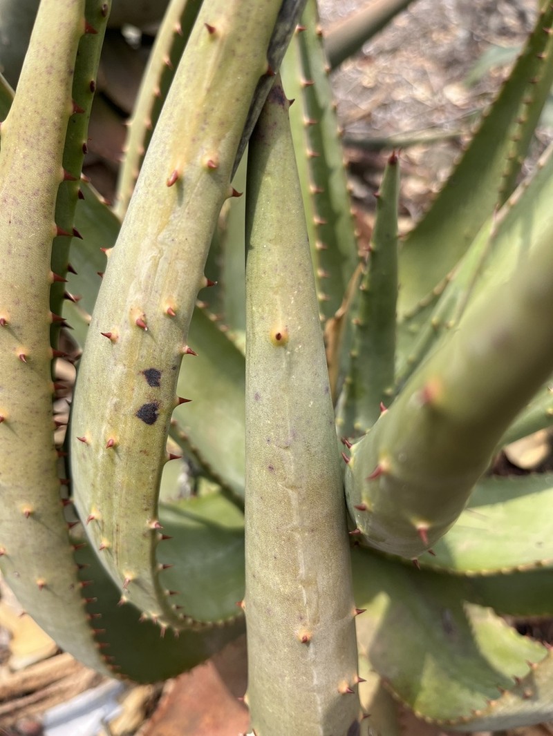 Aloe aculeata photo 4