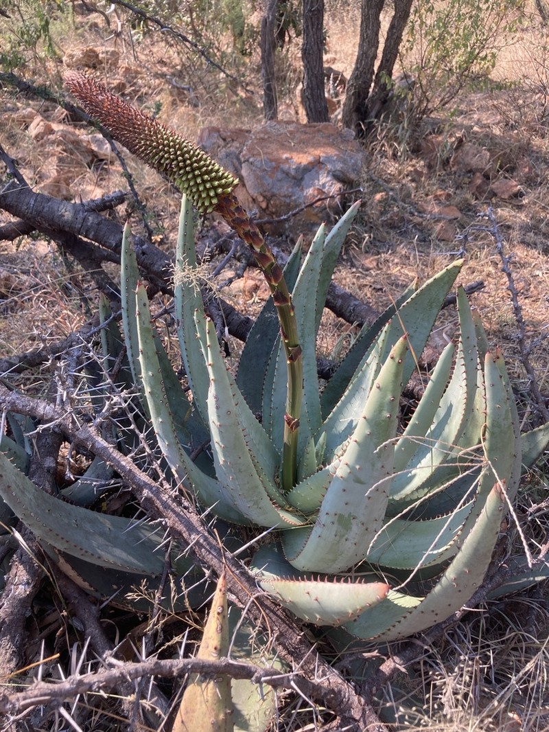 Aloe aculeata photo 5
