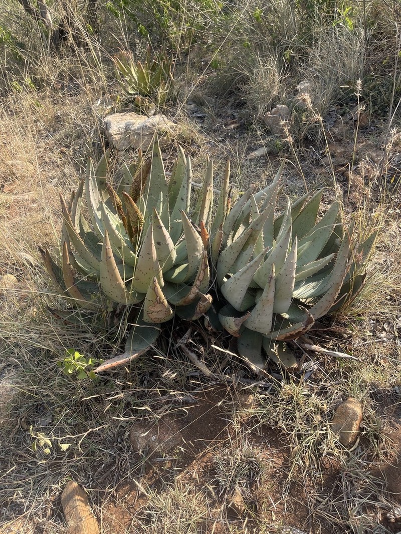 Aloe aculeata photo 6