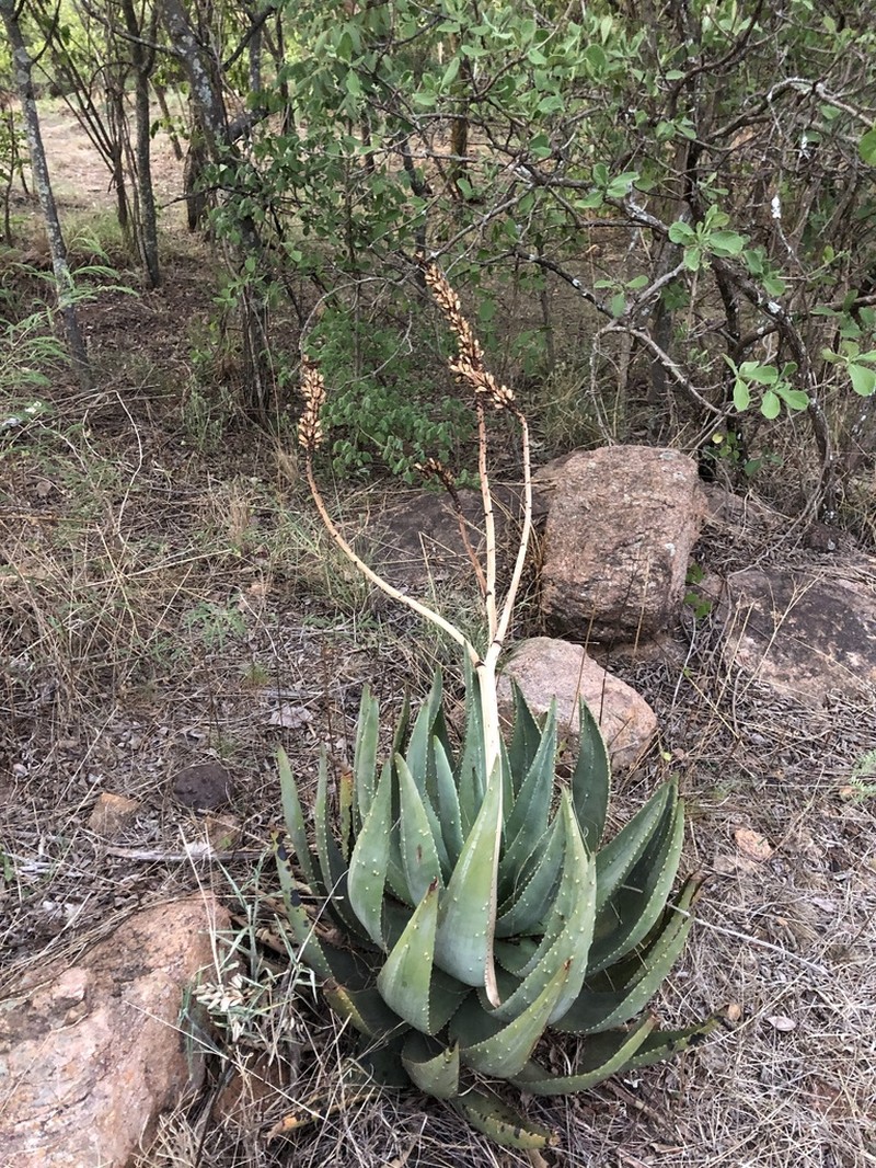 Aloe aculeata photo 7