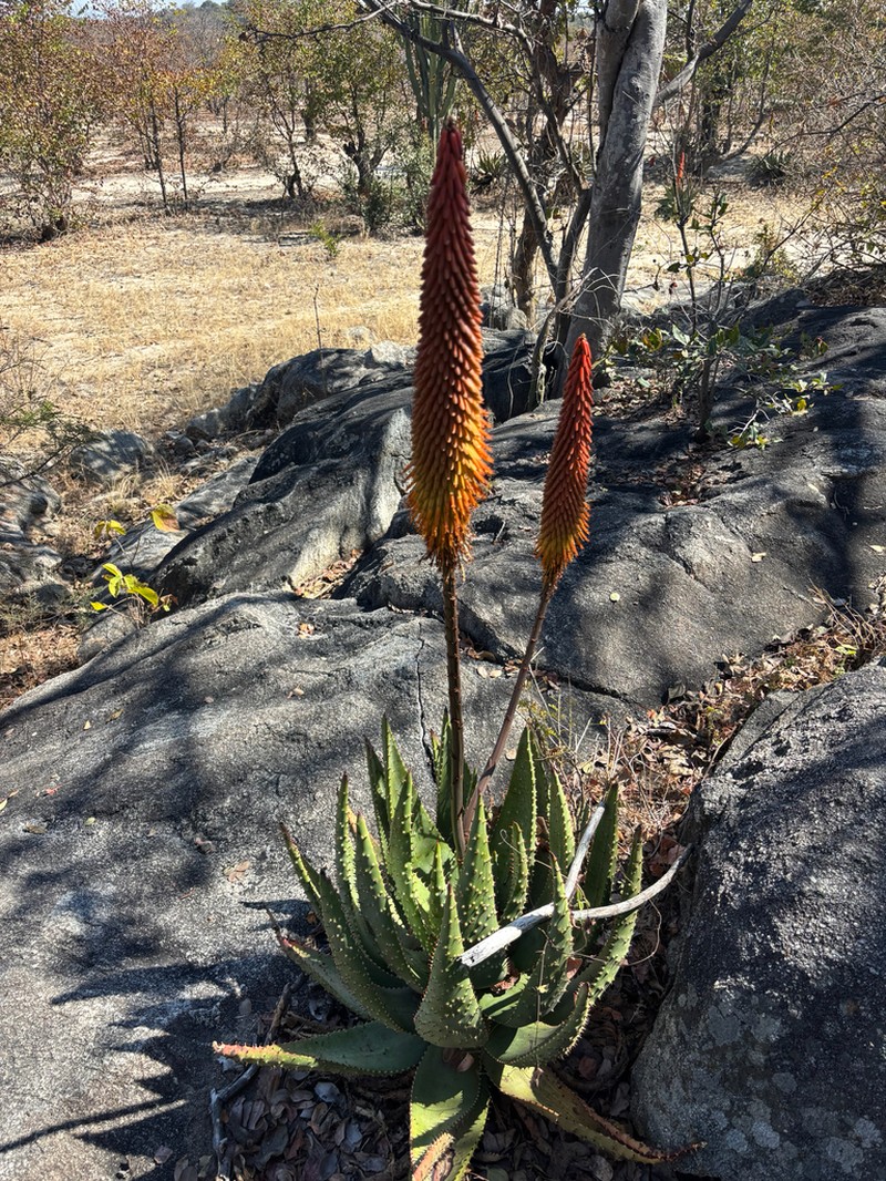 Aloe aculeata photo 8