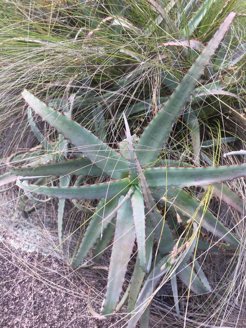 Aloe acutissima