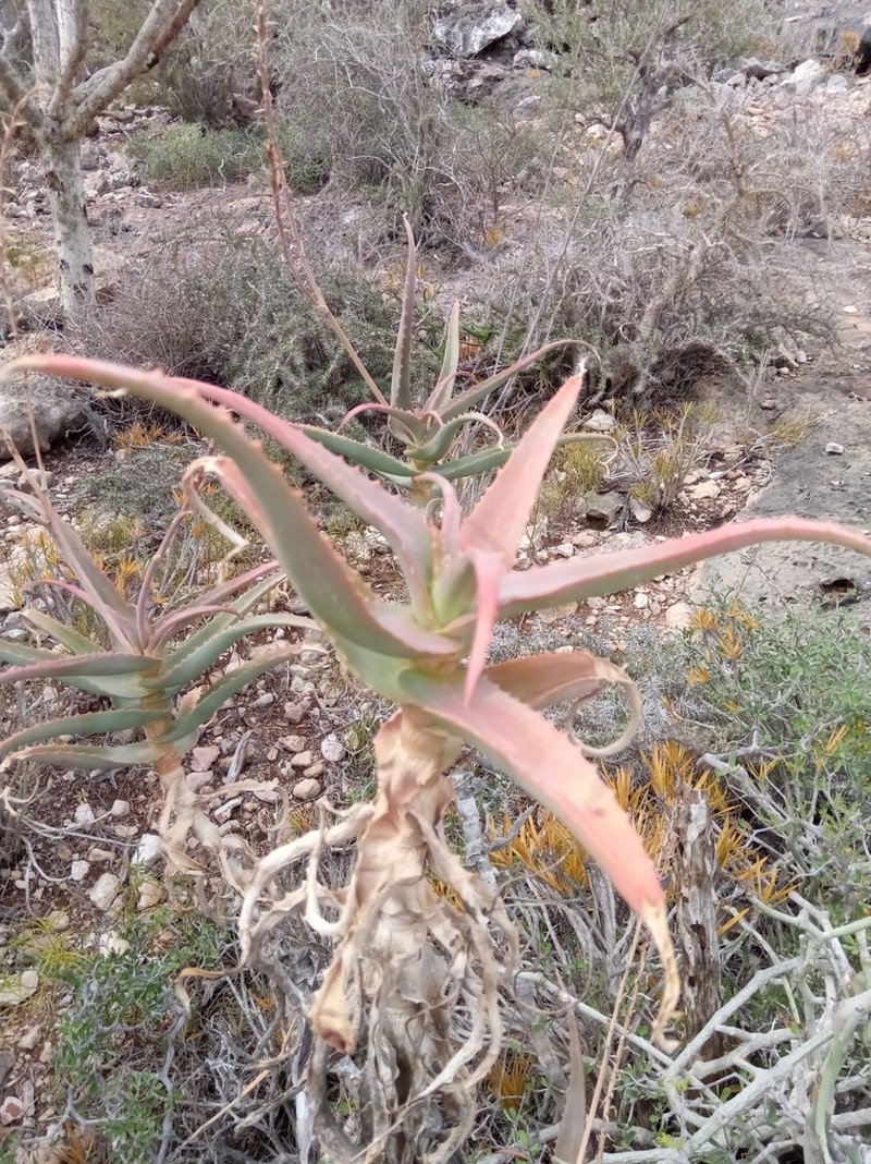 Aloe acutissima photo 2