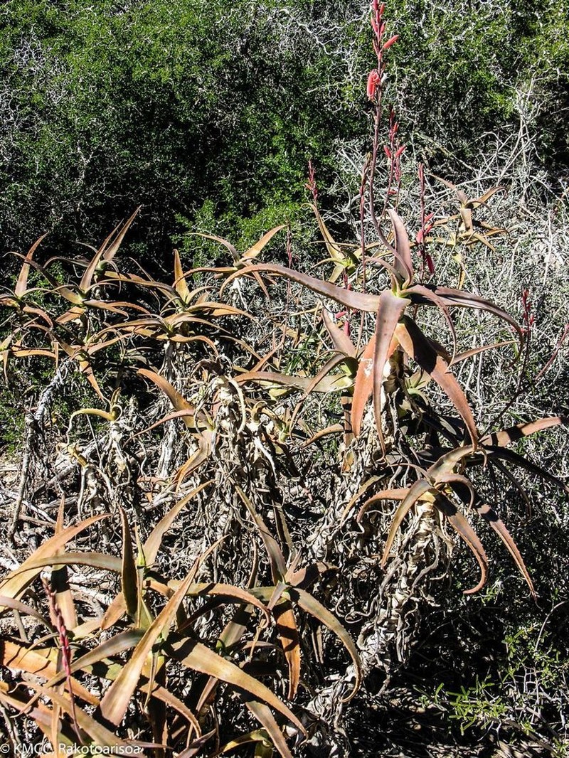 Aloe acutissima photo 3