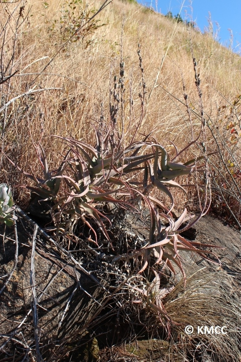 Aloe acutissima photo 4