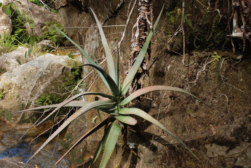 Aloe acutissima photo 5