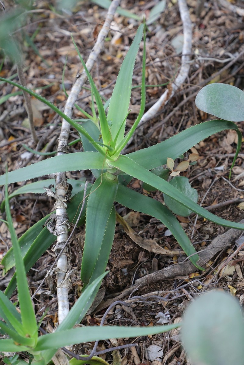 Aloe acutissima photo 6