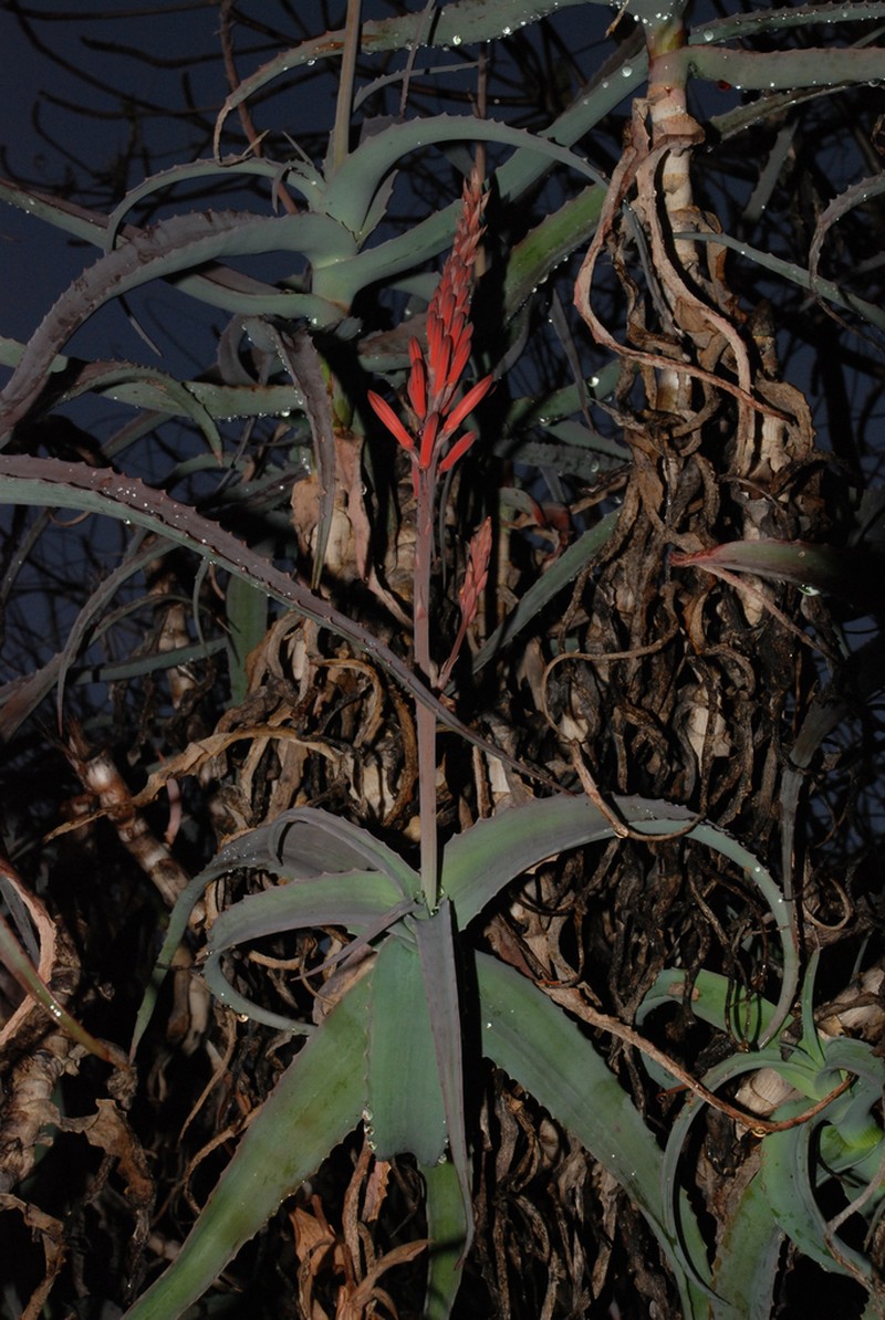 Aloe acutissima photo 7