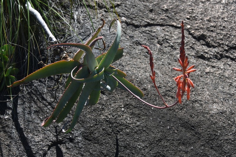 Aloe acutissima photo 8