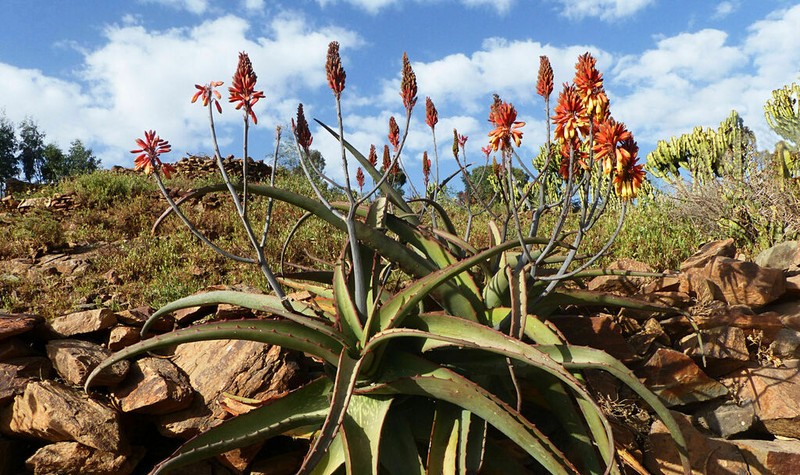 Aloe adigratana photo 2