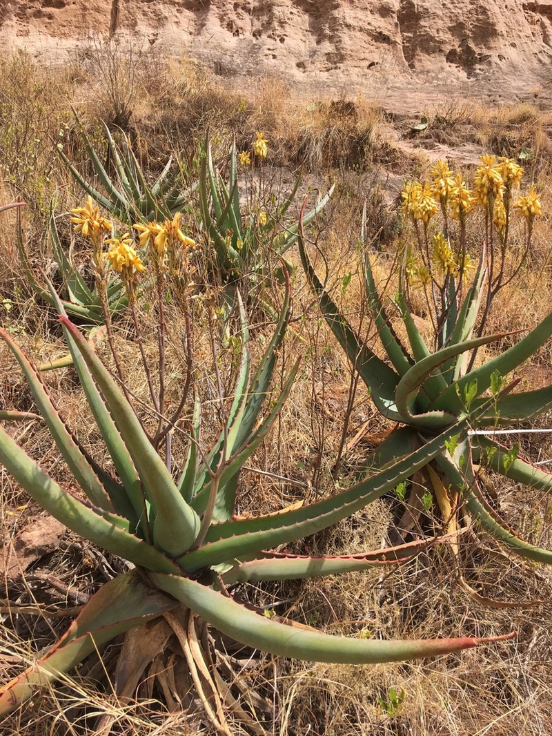 Aloe adigratana photo 3