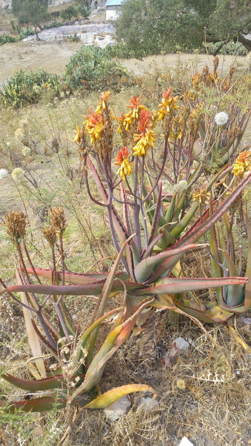 Aloe adigratana photo 4
