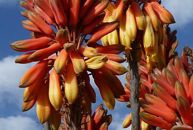 Aloe adigratana photo 5