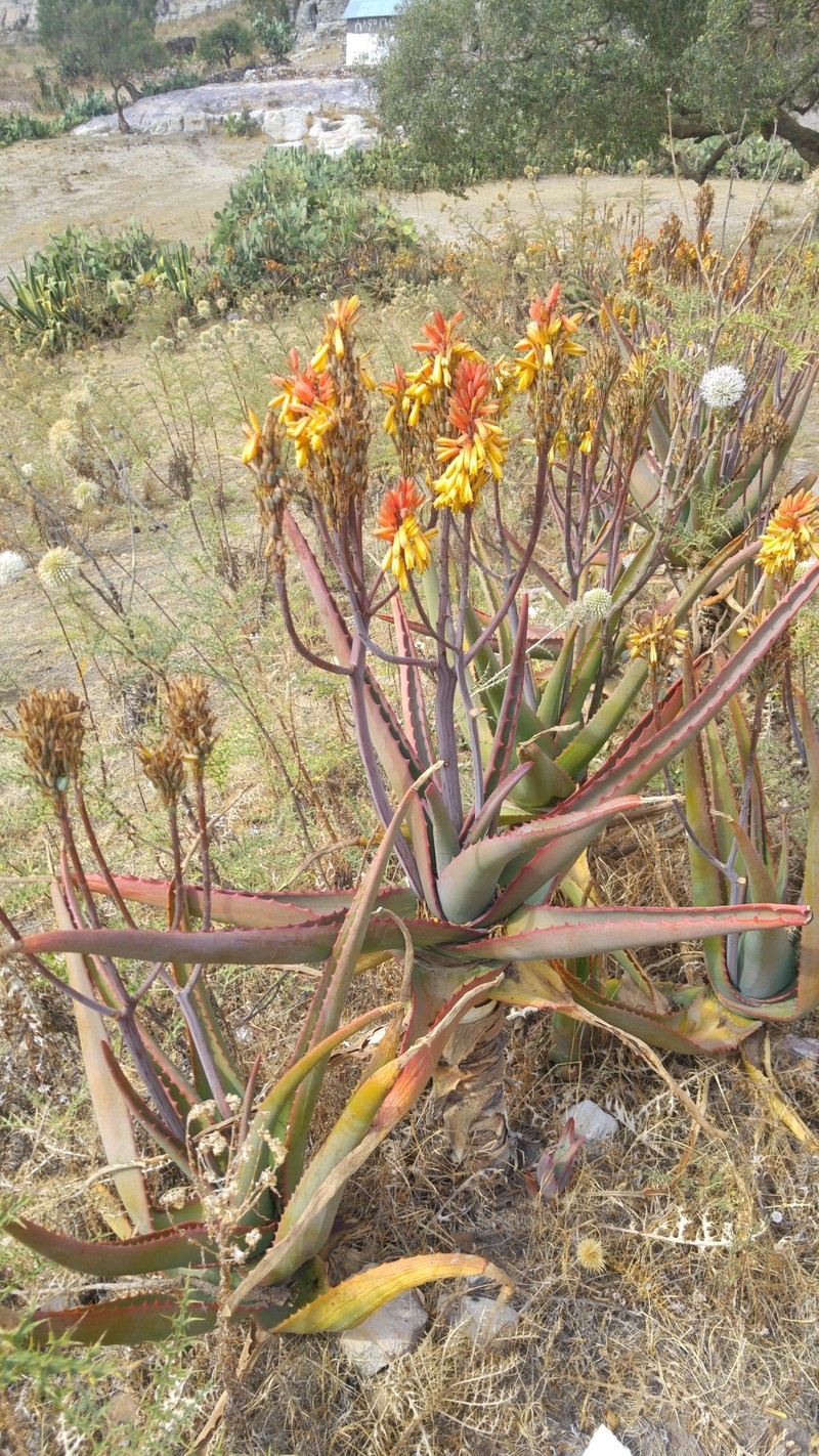Aloe adigratana photo 6
