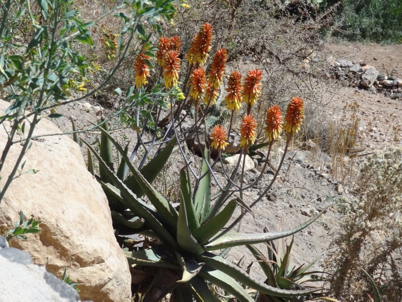 Aloe adigratana photo 7