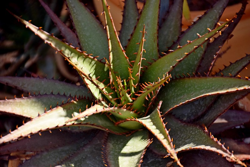 Aloe affinis