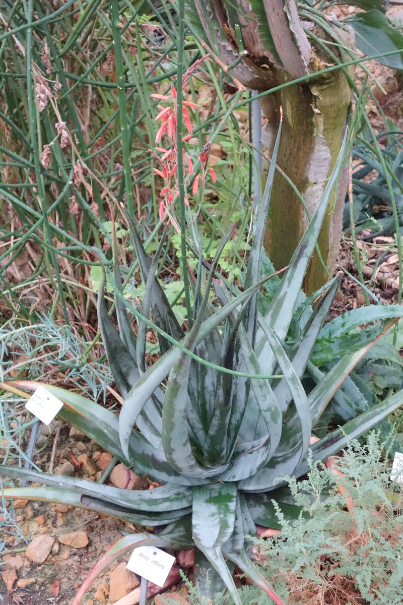Aloe affinis photo 2