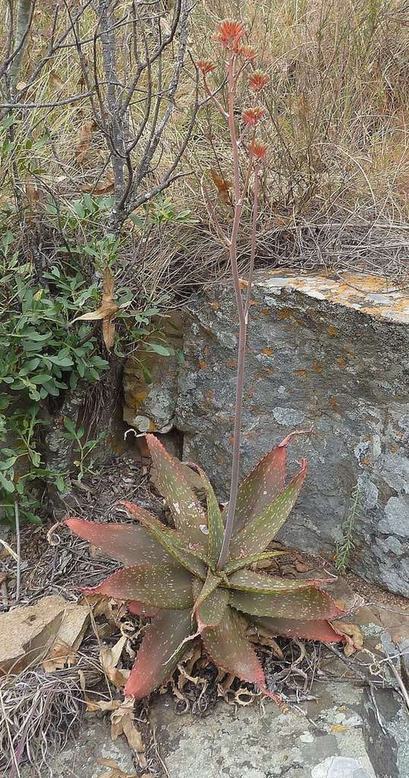 Aloe affinis photo 3