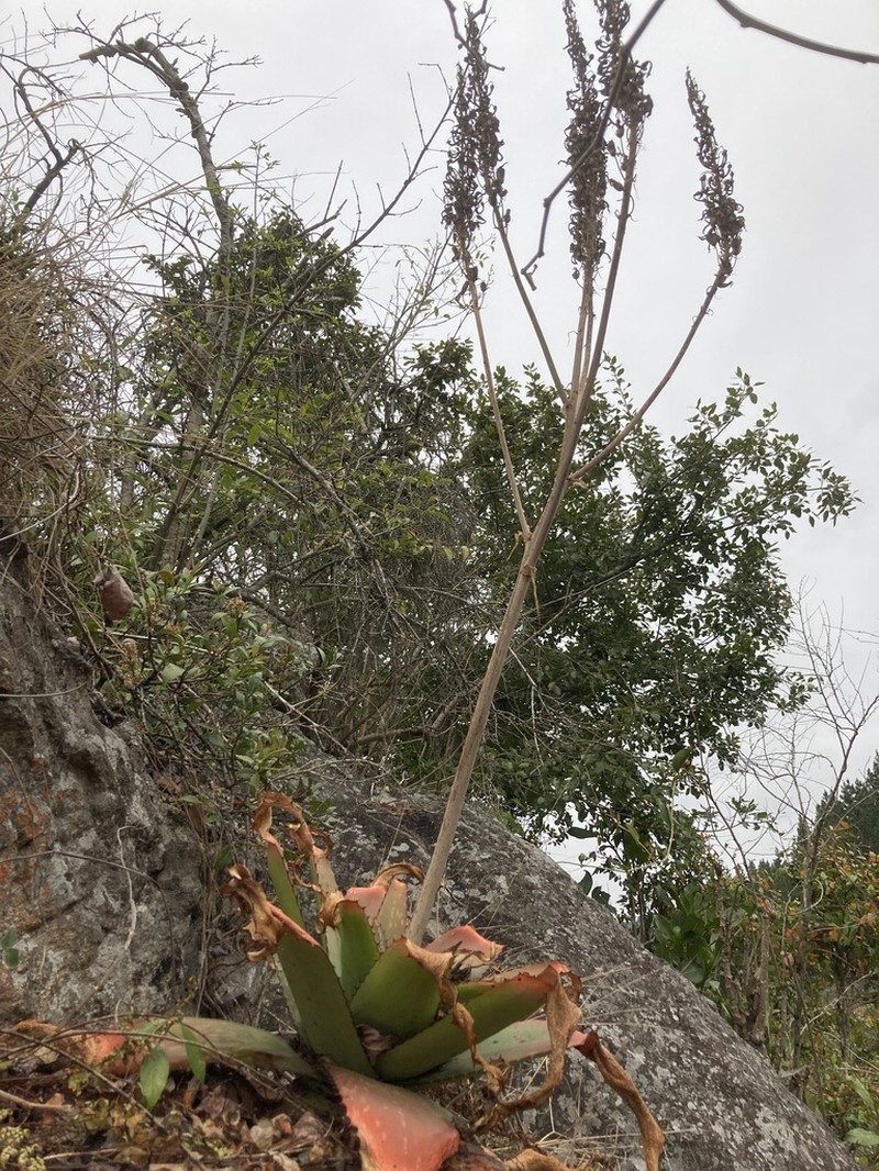 Aloe affinis photo 4