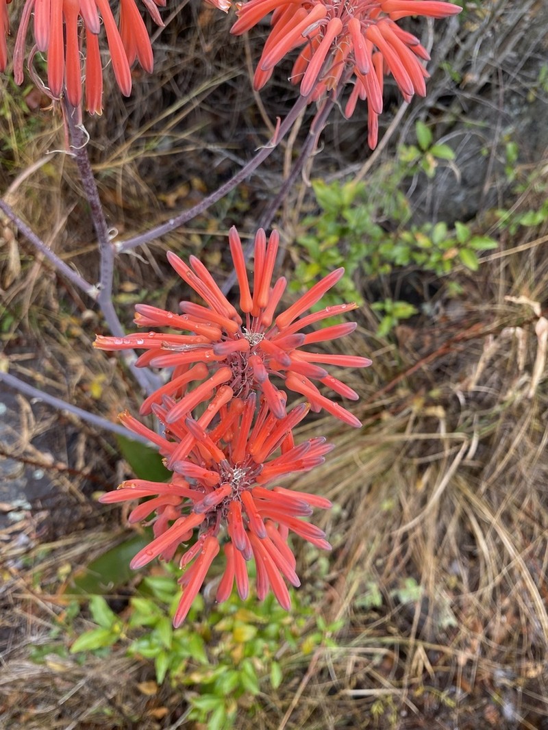 Aloe affinis photo 5