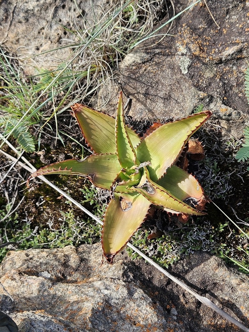 Aloe affinis photo 6