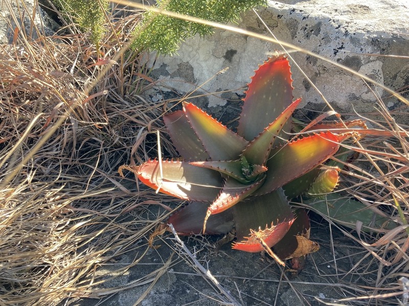 Aloe affinis photo 7
